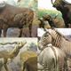 Image for article titled Here's Every Single Penis in the American Museum of Natural History